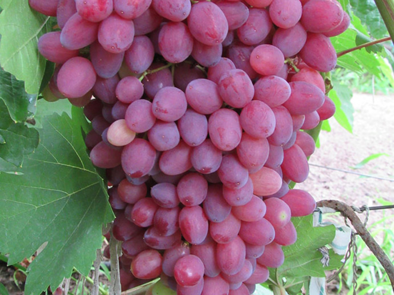 Характеристика сорта винограда
