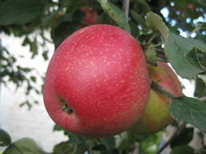 Как вырастить осрт яблони пепин шафранный