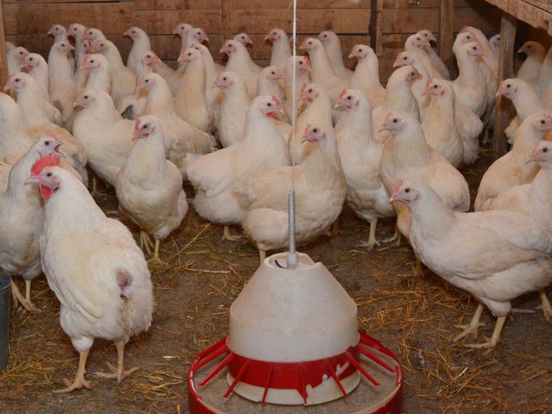 Курицы мясо яичные - одни из лучших пород