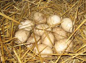 Польза и вред яиц утки