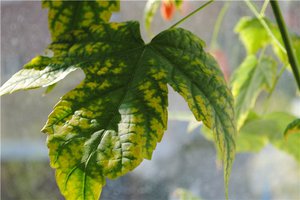Причины заболеваний растений