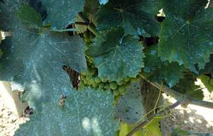 Как защитить виноград Дамский пальчик от заболеваний