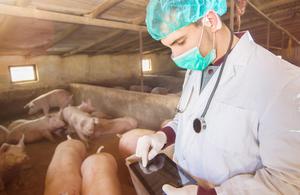 Африканская чума свиней: причины, симптомы и лечение
