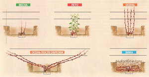 Схема укрытия винограда на зиму 