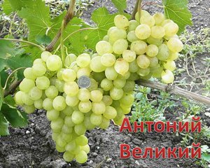 Виноград  - вкусные сорта