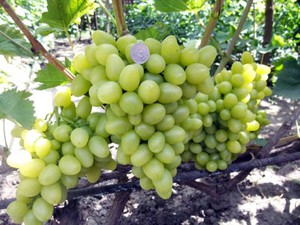 Куст винограда на участке в период сбора урожая