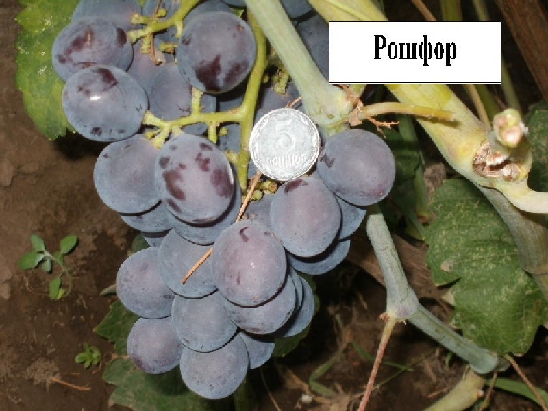 Гроздь винограда - крупный сорт Рошфор