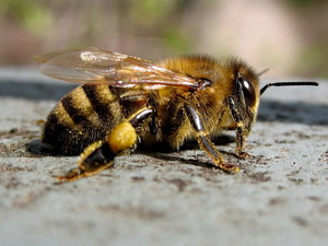 Внешний вид пчелок среднерусской породы