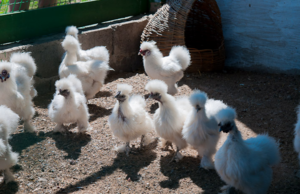Цыплята шелковых китайских кур