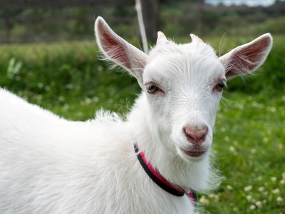 Англо-нубийская коза, взрослые дойные козы
