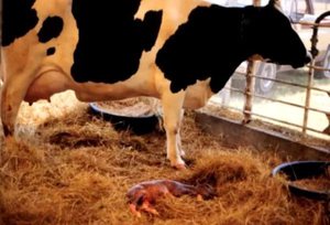 Признаки бруцеллеза у коров
