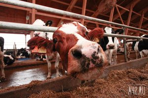 Что делать при бруцеллезе у коров