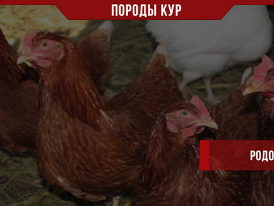 Курица Породы Родонит Фото