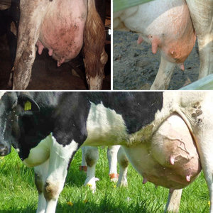 Профилактика и лечение мастита у коров в домашних условиях