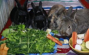 Кролики за едой