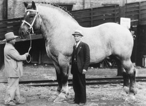 Как выглядит самая крупная лошадь