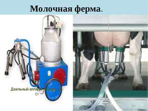 Молочная ферма и доилка