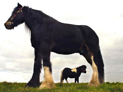 Картинки самая большая лошадь в мире