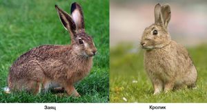 Заяц-Кролик