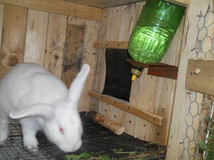самодельные поилки для кроликов