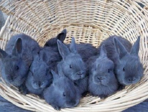 За один помет самка может принести 8-9 крольчат