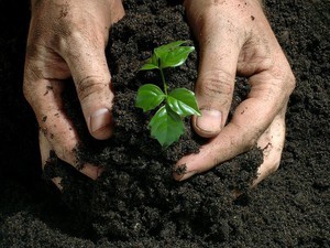 Плодородная почва