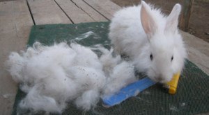 Ангорские кролики используются для получения пуха и пряжи