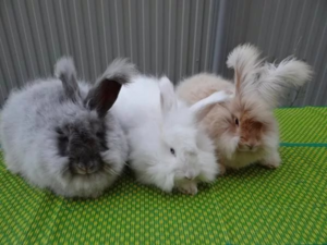 Ангорские кролики могут иметь различный цвет шерсти