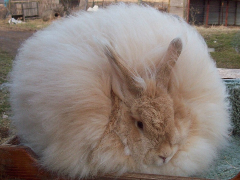 Кролики французской разновидности могут быть двуцветными