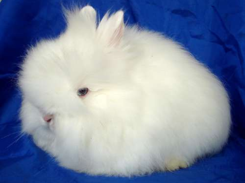 Карликовый ангорский кролик может иметь вес до 2.5 кг