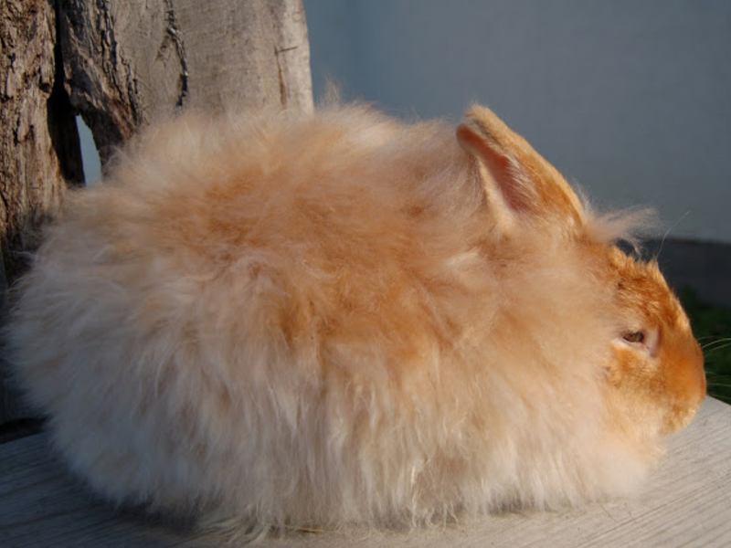 Кролики сатиновой разновидности обладают шерстью с характерным блеском
