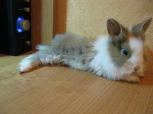 Ангорский кролик может стать любимым питомцем всей семьи