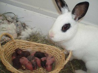 Причины съедания крольчат крольчихой