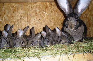 Как выкормить крольчат