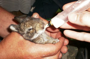 Новорожденные крольчата