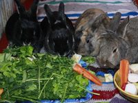 Особенности кормления кроликов