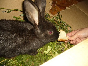 Способы кормления кроликов хлебом