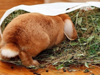 Чем кормить декоративных домашних кроликов?