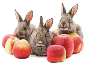 Кролику необходимы сочные корма - фрукты и овощи