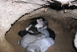 Как обустроить яму для кроликов