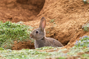 Как ухаживать за кроликами в яме