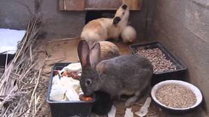 Советы по содержанию кроликов в яме