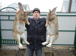 Популярные породы кроликов для разведения