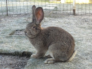 Показатели здоровья и породистости кроликов при выборе