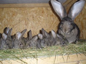 Описание процесса развития и роста кроликов