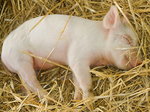 Как вылечить свинью