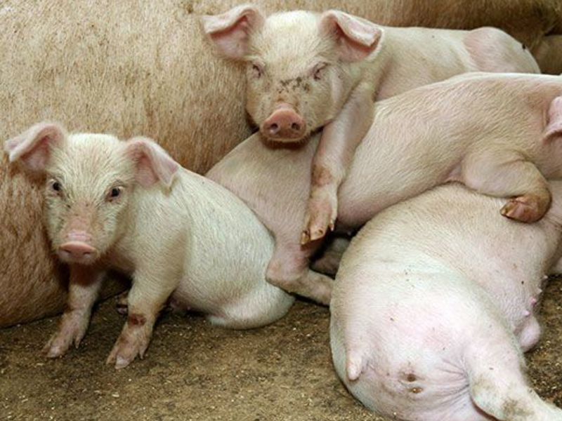 Как можно вылечить свинью