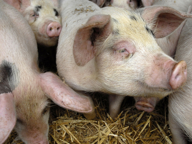 Как вылечить свинью от болезни