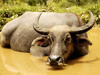 Индийский буйвол места обитания