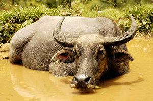Индийский буйвол места обитания